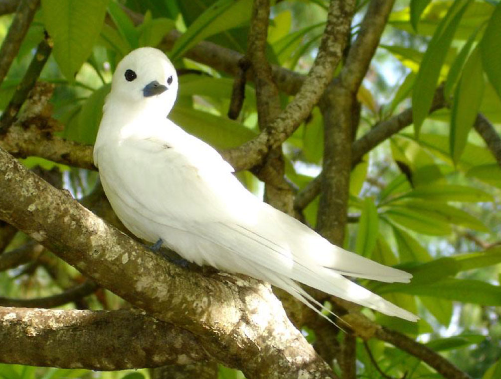 white sw