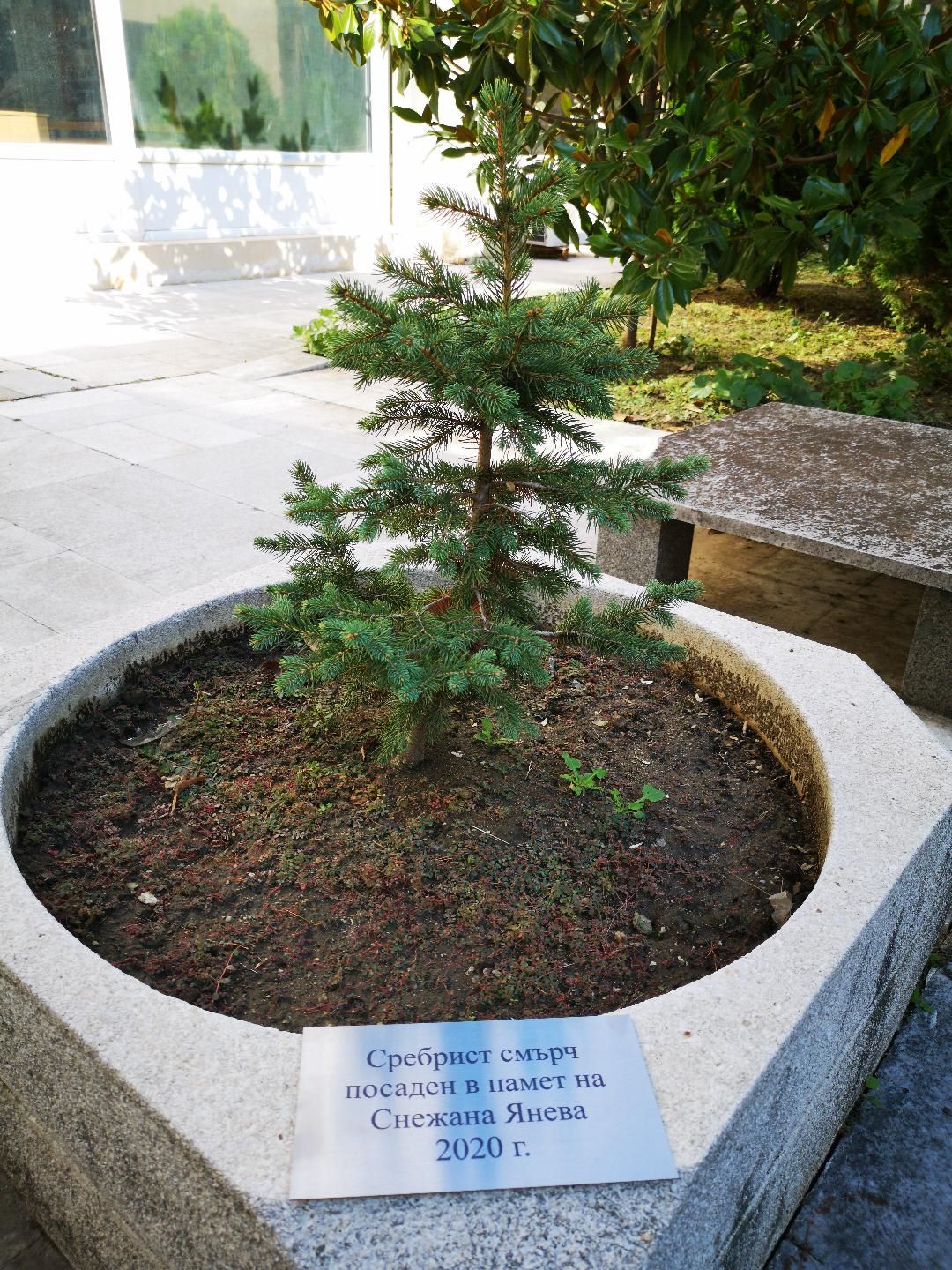 Сребрист смърч в Пловдив 2